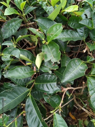 tea leaves
