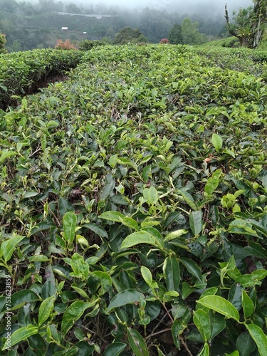 green tea plantation