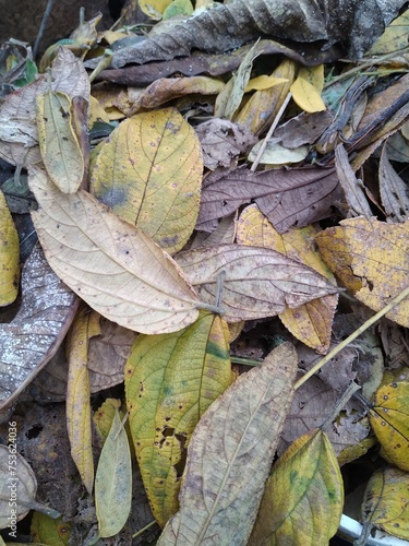 dry leaves that fall on the ground