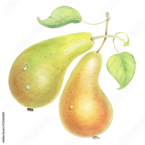 This delightful illustration features two adorable pears, each adorned with glistening water drops, created in a charming hand-drawn watercolor style. 