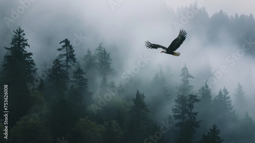 A bald eagle flying over foggy forest mountain in sky in wild.