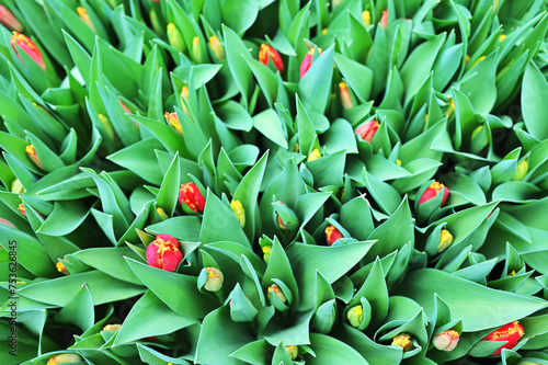 red unopened tulips in a greenhouse against the background of agro-industrial equipment.