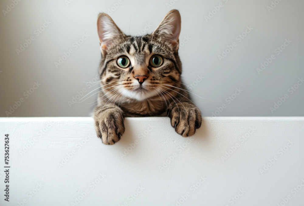 Cute tabby cat laying down holding white banner, copy space for the ad or discount banner Cute tabby cat laying down holding white banner, copy space for the ad or discount banner