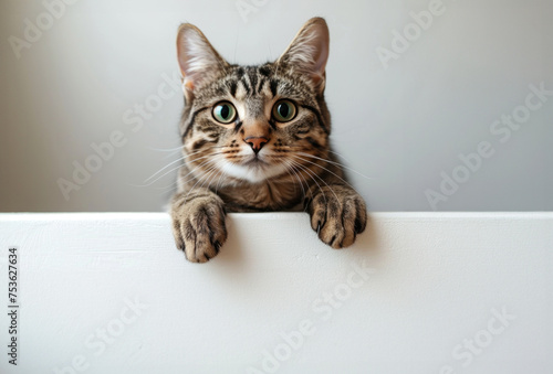 Cute tabby cat laying down holding white banner, copy space for the ad or discount banner