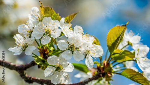 cherry blossom in spring for background or copy space for text