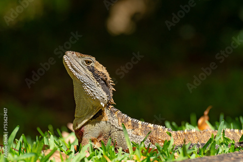 Australian water dragon (Intellagama lesueurii) Australian lizard sits in the grass, animal in the natural environment on a summer sunny day.