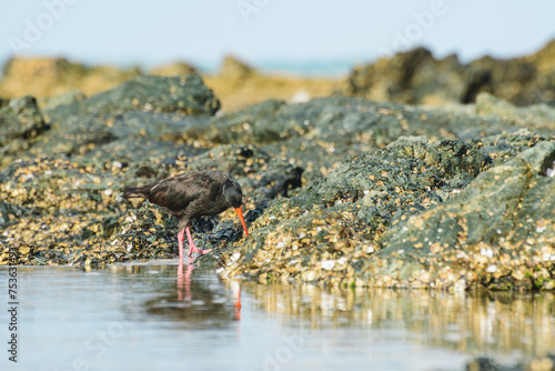 Black oystercatcher (Haematopus bachmani), a medium-sized bird with dark plumage and a red beak, the animal walks on rocks covered with shells on the seashore and looks for food. photo