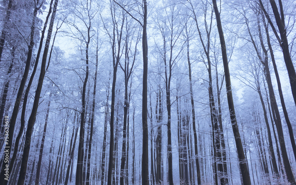 Fototapeta premium Verschneite Bäume stehen nebeneinander in einem eisigen Wald