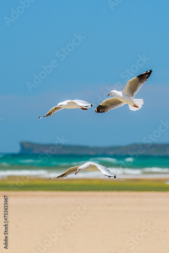 Silver gull (Chroicocephalus novaehollandiae), a medium-sized bird with white and gray plumage, the animal flies low over the sandy beach on the seashore.