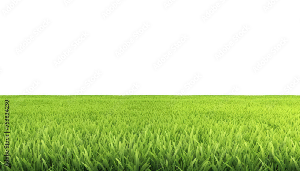 green wheat field isolated on transparent background cutout