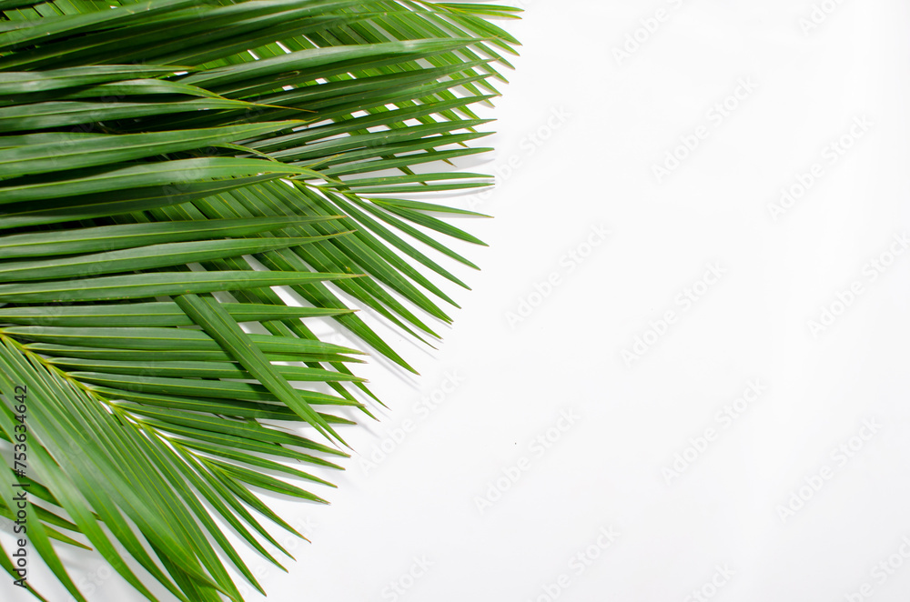 Fototapeta premium a pile of green palm leaves on a white background with copy space. designed for Palm Sunday greeting illustration. Palm leaves on a white background. Illustration for Palm Sunday. Palm leaves.