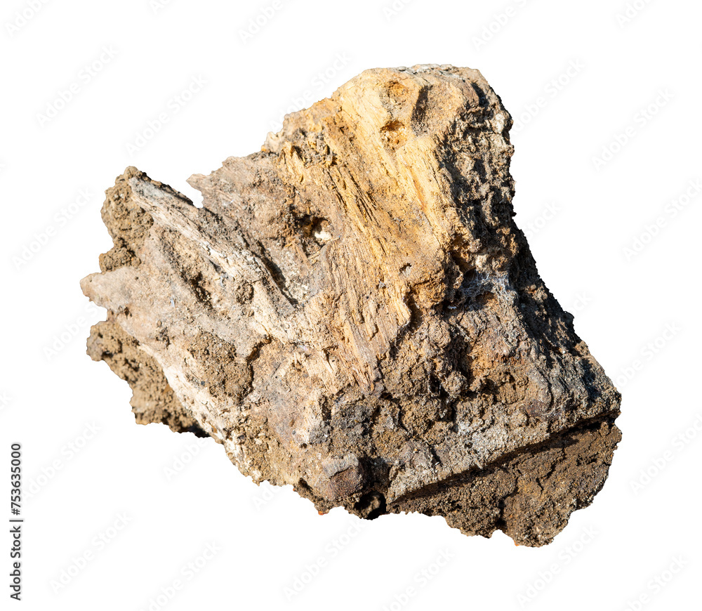 old fragile wood insulated on a white background old fragile wood insulated on a white background
