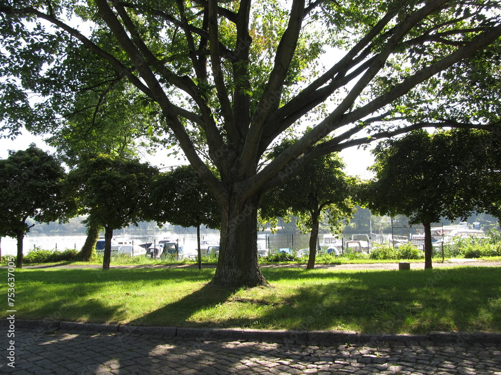 Baum im Park am Beetzseeufer in Brandenburg