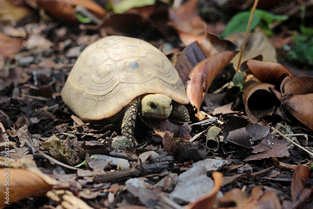 Elongated tortoise in the nature, Indotestudo elongata ,Tortoise ...