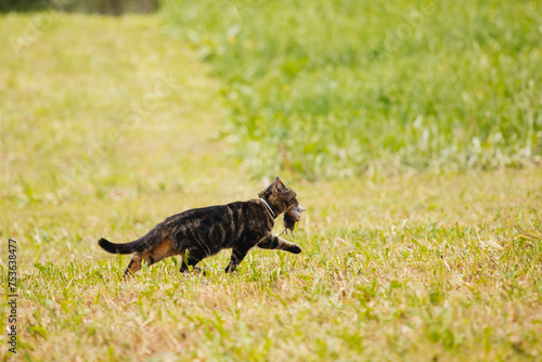 Cat with Prey: Hunter on the Prowl