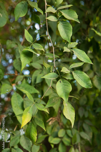Wallpaper Mural Wood-apple leaves Torontodigital.ca