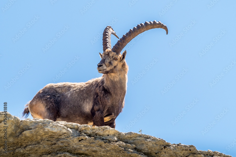 Ibex on a ridge against a blue sky in the southern Vercors, France 