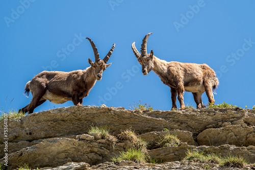 Ibex on a ridge against a blue sky in the southern Vercors, France 