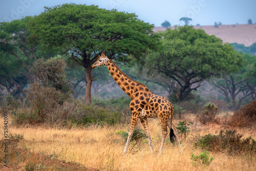 Rothschild giraffe in Murchison Falls National Park, Uganda photo