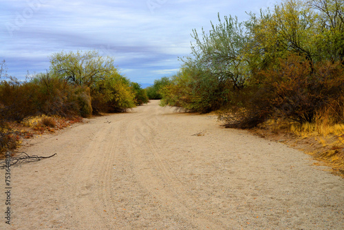 Arizona Desert Arroyo photo