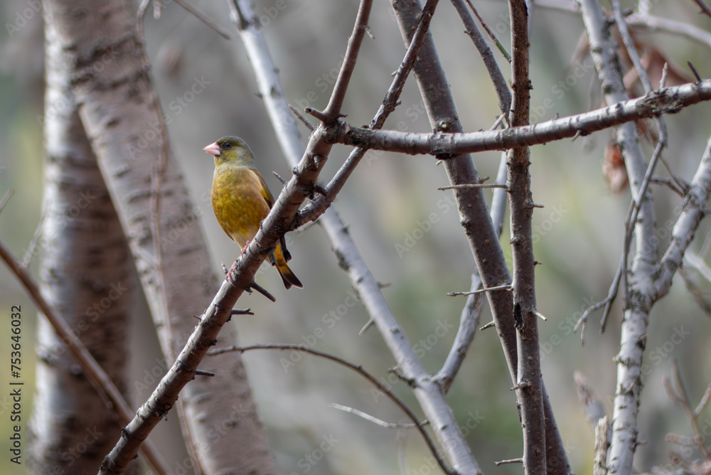 冬の公園にカワラヒワが現れた