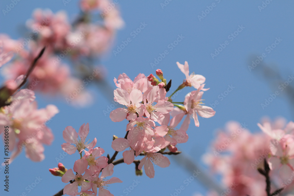 the spring flower concept, the nature Cherry blossom in hk the spring flower concept, the nature Cherry blossom in hk