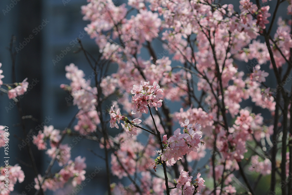 the spring flower concept, the nature Cherry blossom in hk