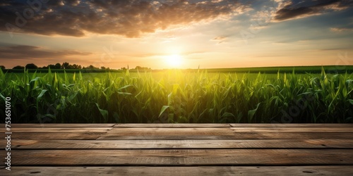 Sunset beams light onto the old wooden floor near a green corn field in an agricultural garden, providing room for creativity.