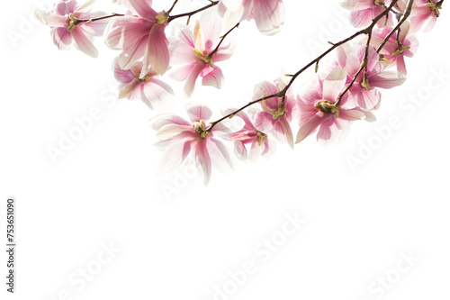 Branch with   light pink Magnolia flowers  isolated on white background.