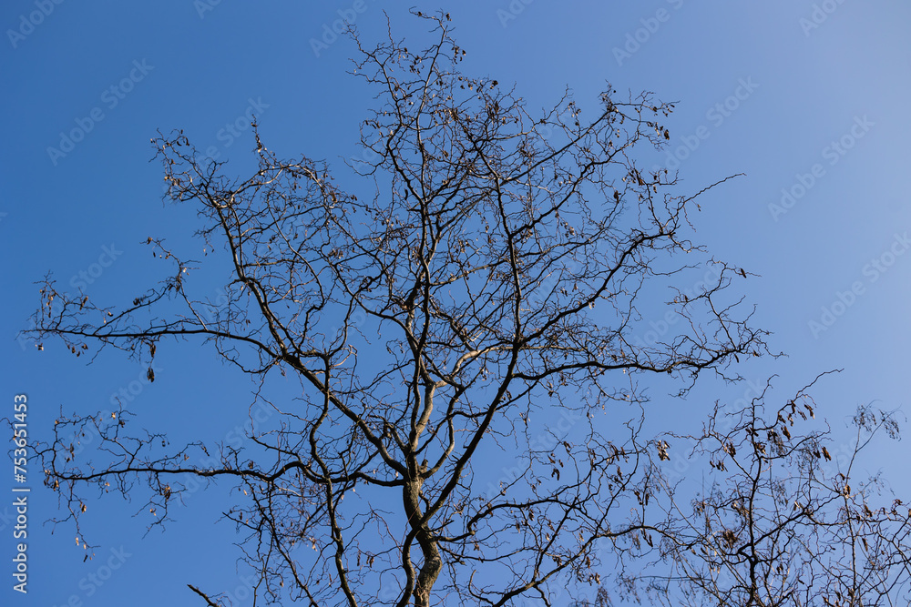 Branches of a tree against the sky Branches of a tree against the sky