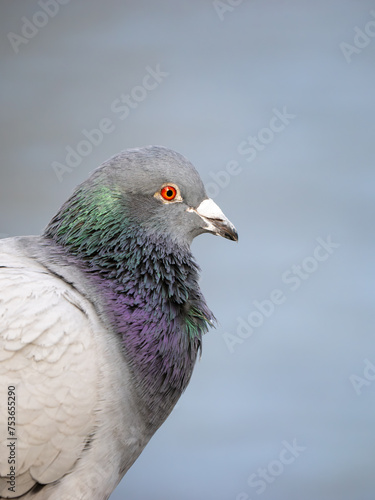Close-up of Feral Pigeon Head