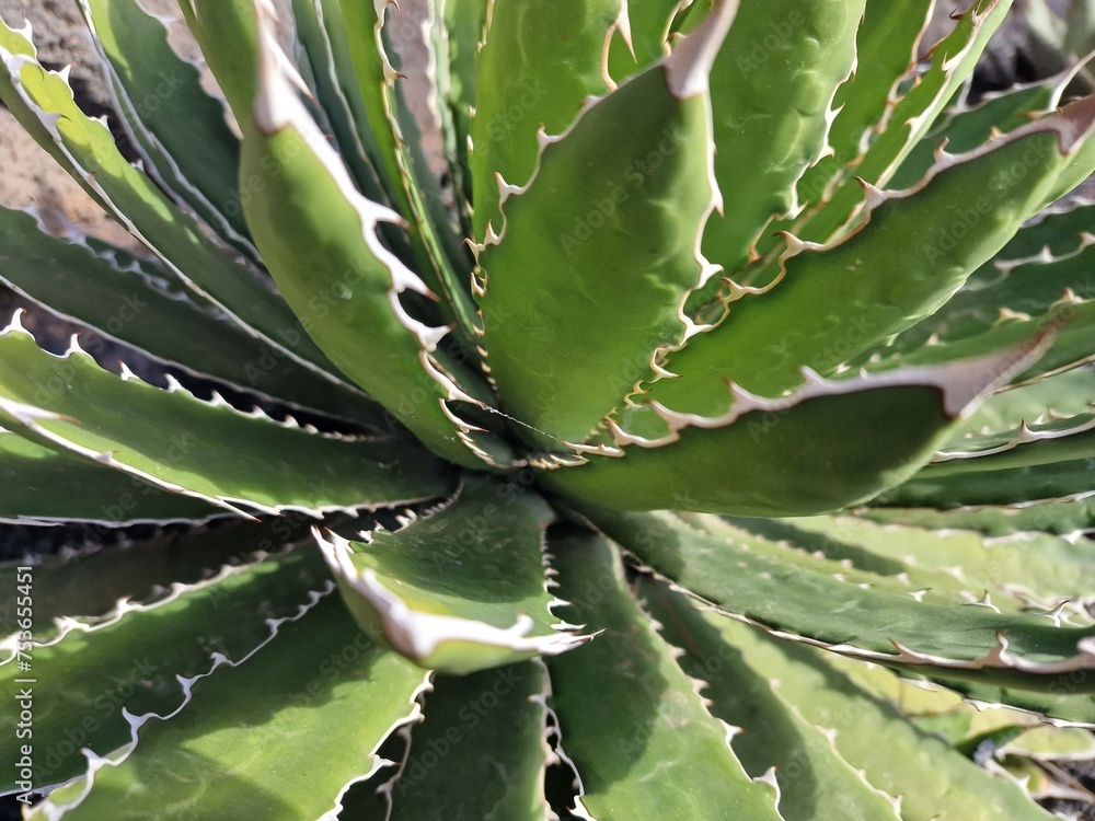 Obraz premium Cacti from Lanzarote flourish in its arid climate, showcasing diverse shapes and sizes. Against the volcanic terrain, their striking silhouettes add a unique charm to the landscape.