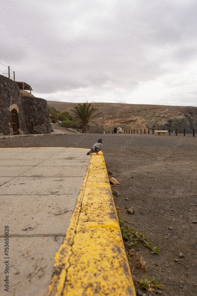 Gołąb siedzący na krawężniku, Wyspy Kanaryjskie, Fuerteventura, El Cotillo - obrazy, fototapety, plakaty 