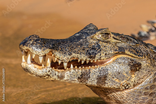 Close Up of a Basking Caiman's Head With Mouth Gaping in The Pantanal, Brazil