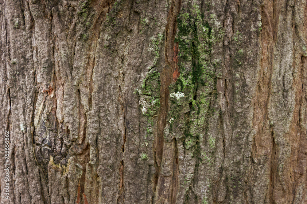 Relief texture of the brown bark of a tree with green moss on it, for background Relief texture of the brown bark of a tree with green moss on it, for background