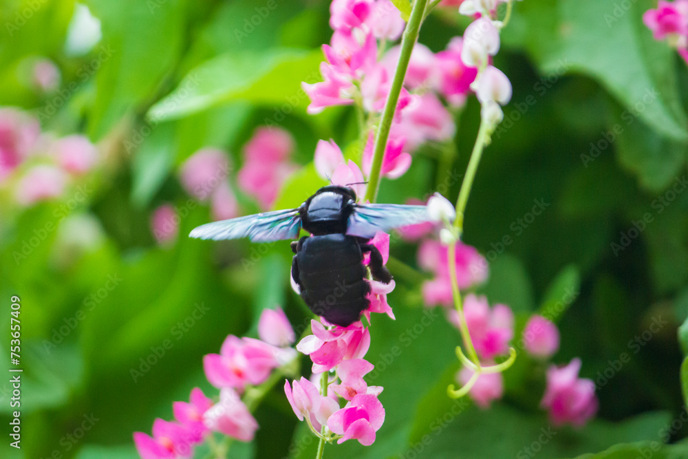 Xylocopa valga or carpenter bee on Pink coral vine flowers Xylocopa valga or carpenter bee on Pink coral vine flowers