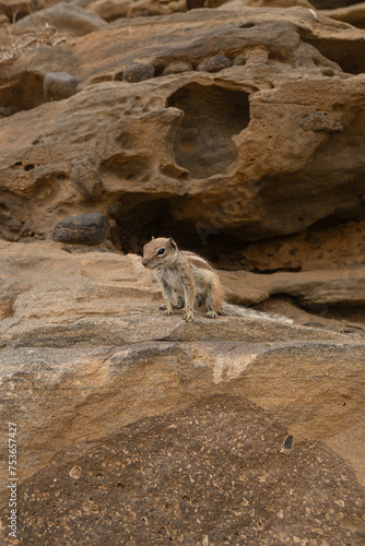 Wiewiórka na kamieniach, Wyspy Kanaryjskie, Fuerteventura, El Cotillo © Michał
