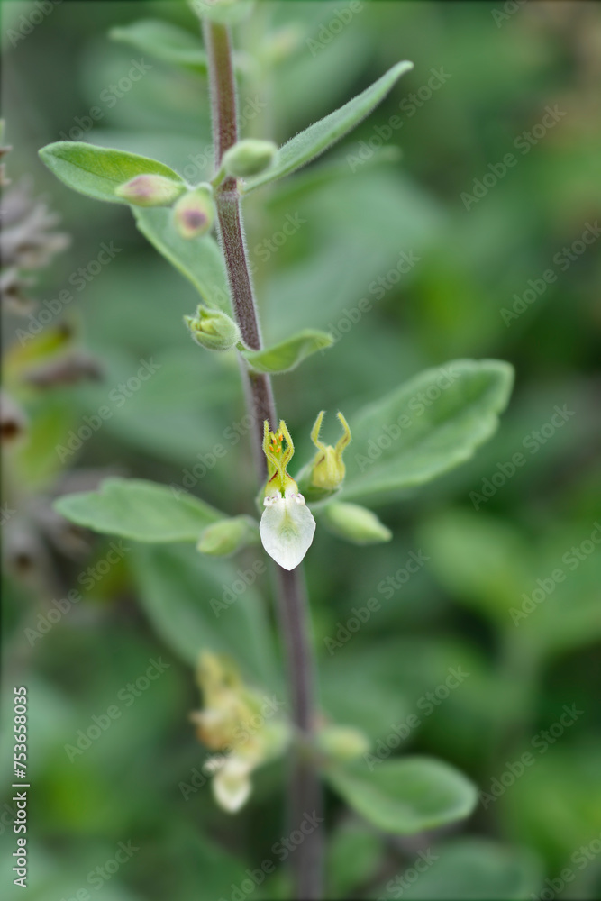 Yellow germander flower Yellow germander flower