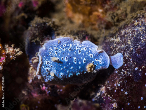 A Galaxy Nudibranch (Cadlina sp-c) on the reef close up of the sea slug