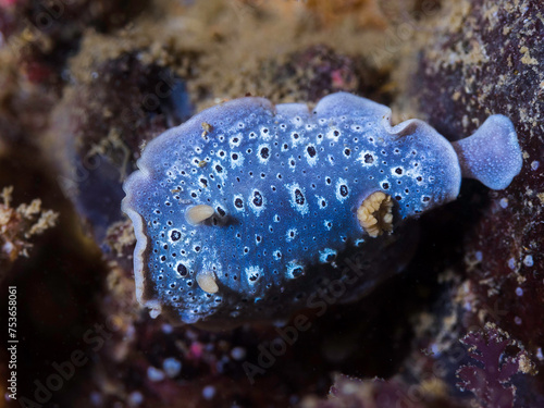 A Galaxy Nudibranch (Cadlina sp-c) on the reef close up of the sea slug