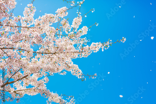 Cherry blossoms or sakura flowers in full bloom in the blue sky in spring, Nature or outdoor, High resolution over 50MP	 photo