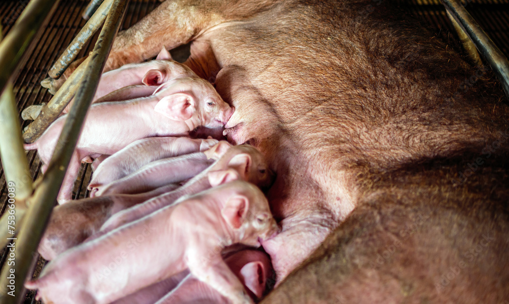 A week-old newborn piglet is suckling from its mother in pig farm,Close-up of Small masses piglet drinking milk from breast in the farm A week-old newborn piglet is suckling from its mother in pig farm,Close-up of Small masses piglet drinking milk from breast in the farm