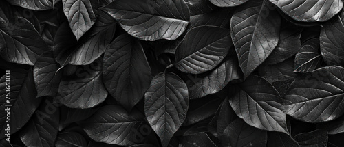 Closeup tropical black leaves texture and dark tone process, abstract nature pattern background banner