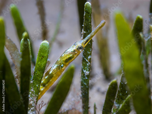 Macro photo of a green Longsnout pipefish (Syngnathus temminckii) hiding in the seagrass