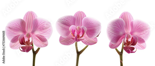 Set of pink orchid flowers isolated on white or transparent background.