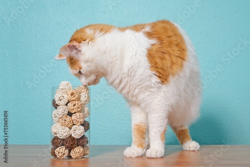 Cute taby cat looking curoius to decoration wicker balls on the table.	 photo