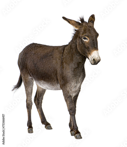 donkey ( 4 years) © Eric Isselée