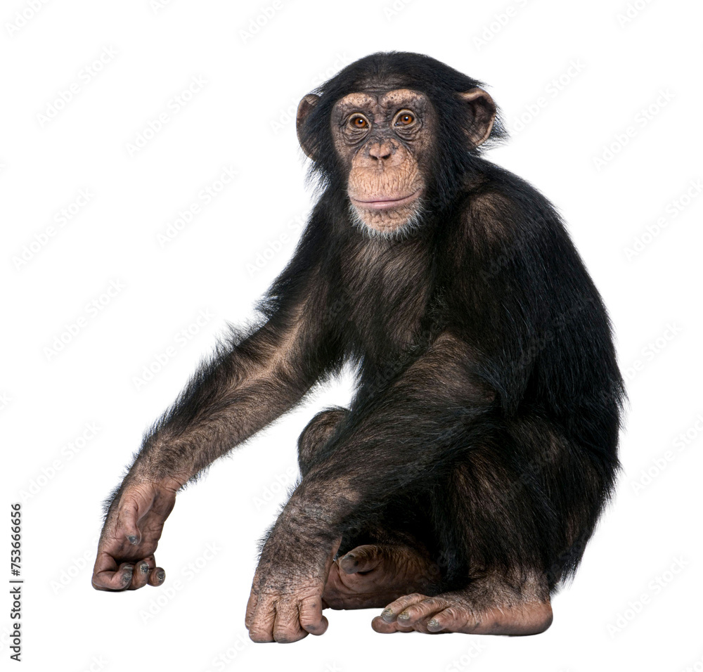 Young Chimpanzee, Simia troglodytes, 5 years old, sitting Young Chimpanzee, Simia troglodytes, 5 years old, sitting