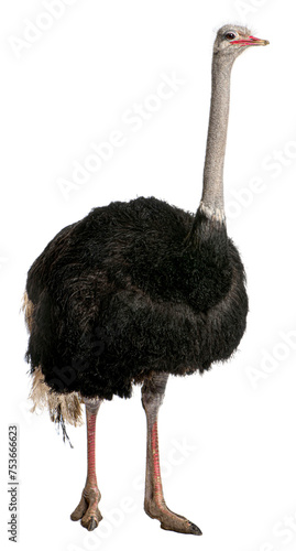 Portrait of male ostrich, Struthio camelus