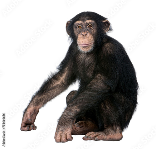Young Chimpanzee, Simia troglodytes, 5 years old, sitting photo